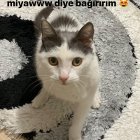 Tekir Kedi, Kedi  RIFKI fotoğrafı