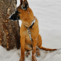 Belçika Malinois, Köpek  Şan fotoğrafı