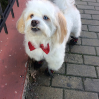 Maltese, Köpek  Wiky fotoğrafı