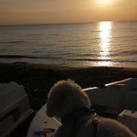 Maltese, Köpek  Wiky fotoğrafı