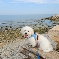 Maltese, Köpek  Wiky fotoğrafı