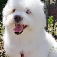 Maltese, Köpek  Wiky fotoğrafı