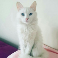 Ankara Kedisi, Kedi  Sütlaç fotoğrafı