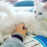 Ankara Kedisi, Kedi  Sütlaç fotoğrafı