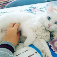 Ankara Kedisi, Kedi  Sütlaç fotoğrafı