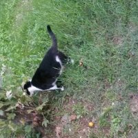 Tuxedo (Smokin) Kedi, Kedi  Zagor fotoğrafı