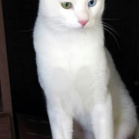 Van Kedisi, Kedi  Pamuk fotoğrafı