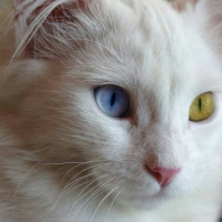 Van Kedisi, Kedi  Pamuk fotoğrafı