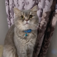 British Shorthair, Kedi  Arthur fotoğrafı