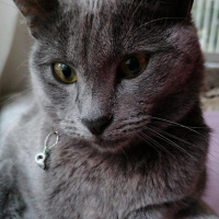 Mavi Rus, Kedi  Siri fotoğrafı