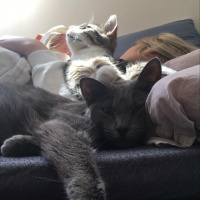 Mavi Rus, Kedi  Siri fotoğrafı