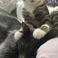 Mavi Rus, Kedi  Siri fotoğrafı
