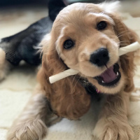 Amerikan Cocker Spaniel, Köpek  Lodos fotoğrafı