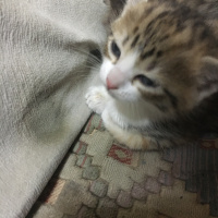 Tekir Kedi, Kedi  Ufaklıklar fotoğrafı