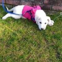 Labrador Retriever, Köpek  Evaa fotoğrafı