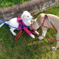 Labrador Retriever, Köpek  Evaa fotoğrafı