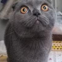 Scottish Fold, Kedi  Suşi fotoğrafı