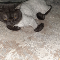 British Shorthair, Kedi  Lokum fotoğrafı