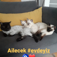 British Shorthair, Kedi  Lokum fotoğrafı