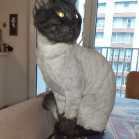 British Shorthair, Kedi  Lokum fotoğrafı