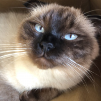 Siyam Kedisi, Kedi  Pita fotoğrafı