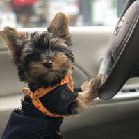 Yorkshire Terrier, Köpek  Alex fotoğrafı