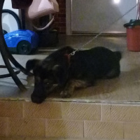 Labrador Retriever, Köpek  Escobar fotoğrafı