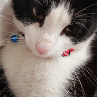 Tuxedo (Smokin) Kedi, Kedi  Pascal fotoğrafı