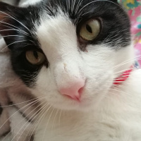 Tuxedo (Smokin) Kedi, Kedi  Pascal fotoğrafı