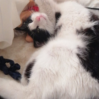 Tuxedo (Smokin) Kedi, Kedi  Pascal fotoğrafı