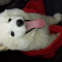 Samoyed, Köpek  pamuk fotoğrafı