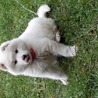 Samoyed, Köpek  pamuk fotoğrafı