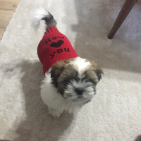 Shih Tzu, Köpek  Melo fotoğrafı
