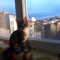 Tekir Kedi, Kedi  Vera fotoğrafı