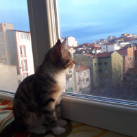 Tekir Kedi, Kedi  Vera fotoğrafı