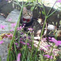 Tekir Kedi, Kedi  Vera fotoğrafı