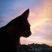 Tekir Kedi, Kedi  Vera fotoğrafı