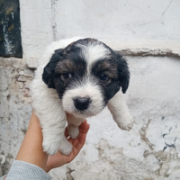 Russian Spaniel, Köpek  Minik fotoğrafı