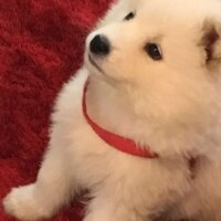 Samoyed, Köpek  Çapkın fotoğrafı