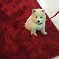 Samoyed, Köpek  Çapkın fotoğrafı