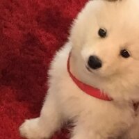 Samoyed, Köpek  Çapkın fotoğrafı