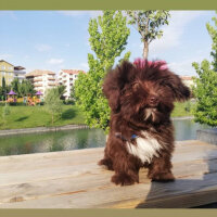 Maltese, Köpek  Zuzu fotoğrafı