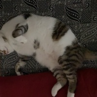 Tekir Kedi, Kedi  Boncuk fotoğrafı
