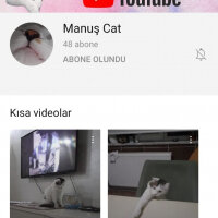 Tekir Kedi, Kedi  Manuş fotoğrafı