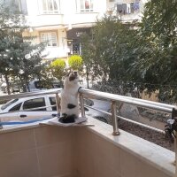 Tekir Kedi, Kedi  Manuş fotoğrafı