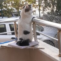 Tekir Kedi, Kedi  Manuş fotoğrafı