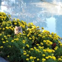 Tekir Kedi, Kedi  Manuş fotoğrafı