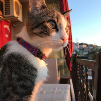 Tekir Kedi, Kedi  Zehra fotoğrafı