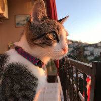 Tekir Kedi, Kedi  Zehra fotoğrafı