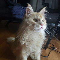 Maine Coon, Kedi  Aslan fotoğrafı